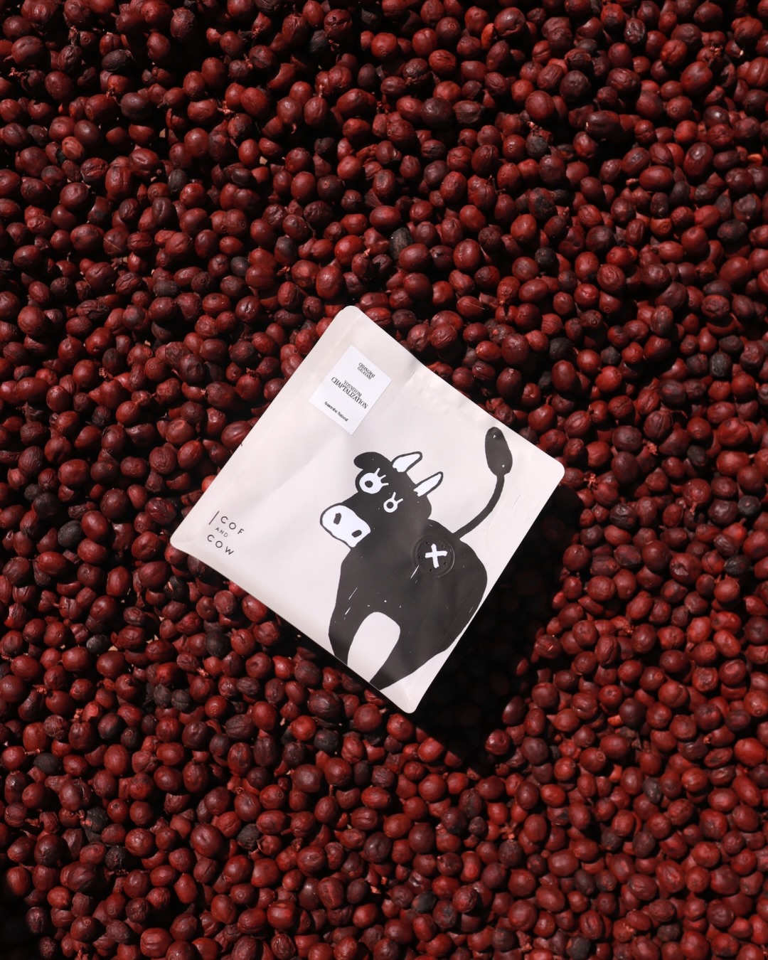 Coffee — Cof and Cow